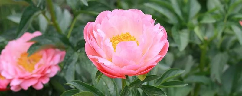 茉莉的养殖方法和注意事项 茉莉的养殖方法以及注意事项