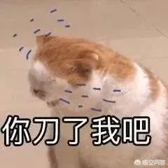 有没有搞笑的猫咪图片，分享一下？