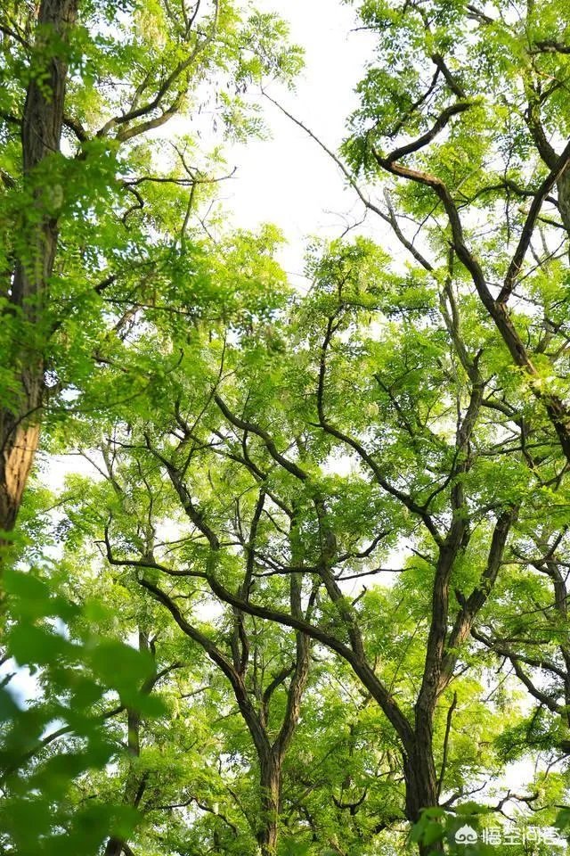 刺槐树有什么作用?