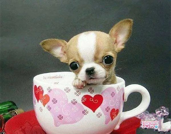 茶杯犬 图片