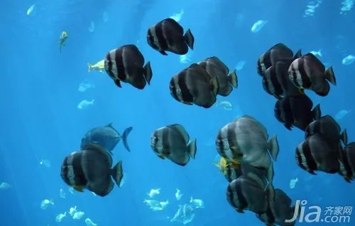 淡水观赏鱼养殖技巧 淡水观赏鱼图片欣赏