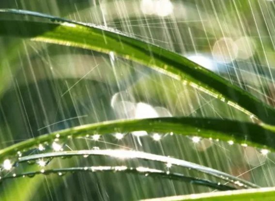 为什么下雨天时蚊子不会被雨滴砸死?蚊子会躲避下雨天吗?