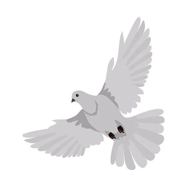 信鸽口黄治疗方法