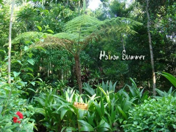 黑沙椤的习性：