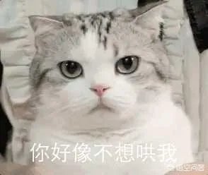 有没有搞笑的猫咪图片，分享一下？