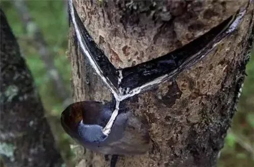 大漆和国漆的区别是怎样的 大漆有哪些优点