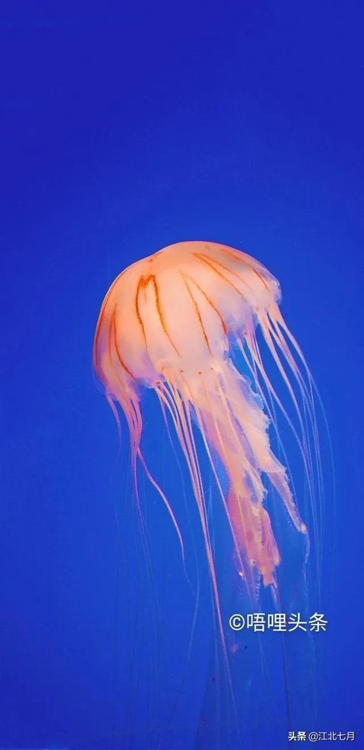 蜈蚣养殖前景如何，从哪几个方面开始？