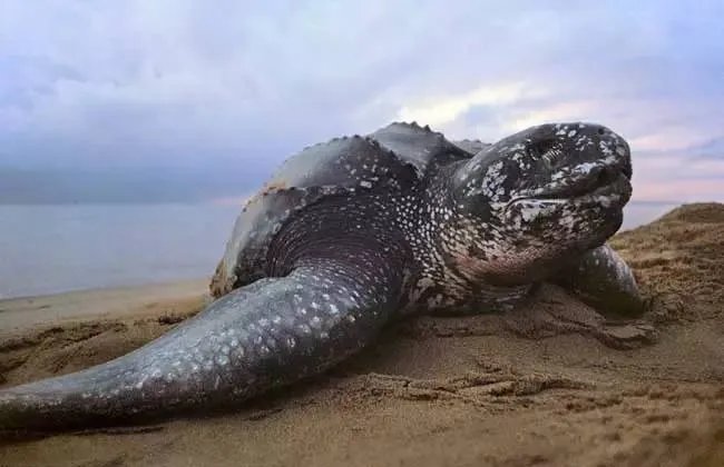 世界上体型最大的龟