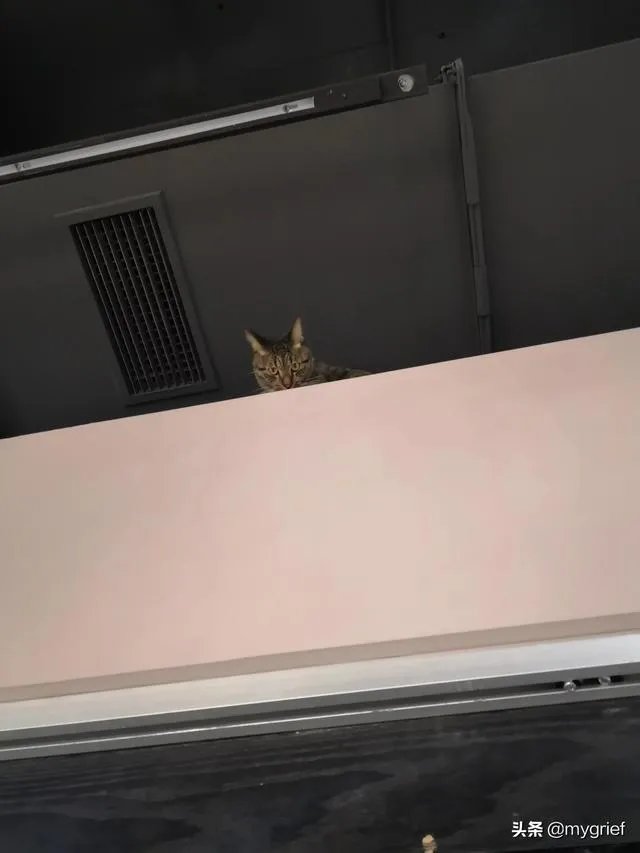 有没有搞笑的猫咪图片，分享一下？