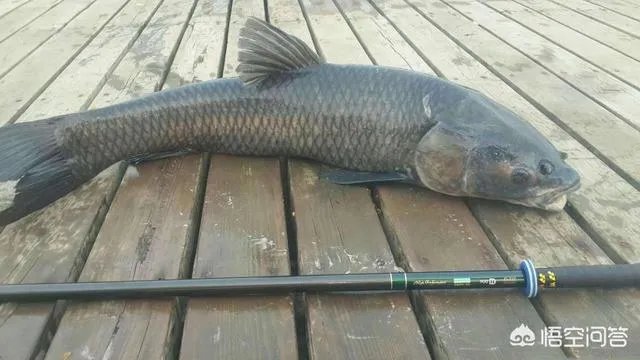 为什么很多农村集市上卖青鱼的都喜欢在鱼箱里撒一把瓜子？