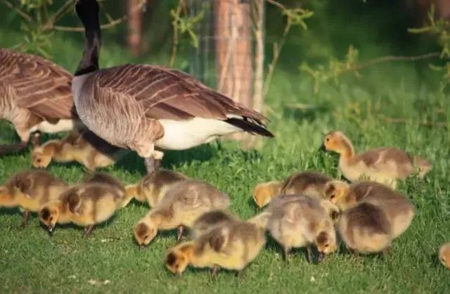 刷爆朋友圈两只鹅的故事，大结局已经揭晓！