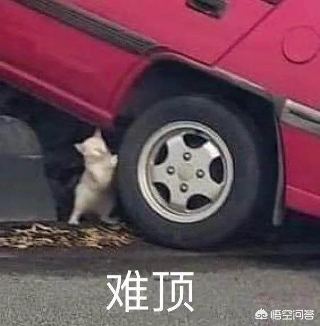 有没有搞笑的猫咪图片，分享一下？