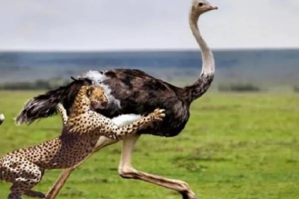 为什么鸵鸟的眼睛和脑袋一样大？