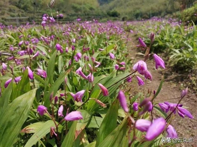 野生药材一定比种植药材好吗?
