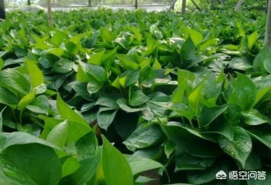 可以拿玻璃花盆养花吗