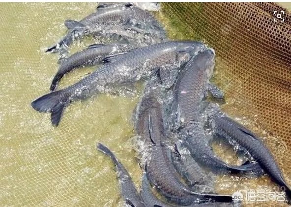 为什么很多农村集市上卖青鱼的都喜欢在鱼箱里撒一把瓜子？