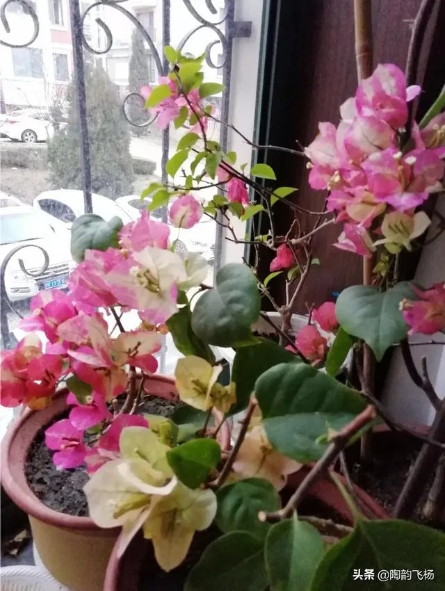 瑞士三角梅为何不开花？