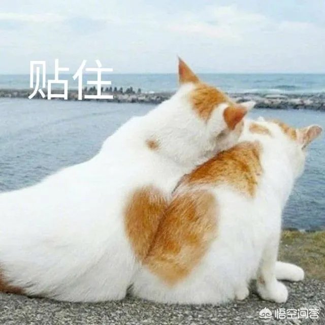 有没有搞笑的猫咪图片，分享一下？