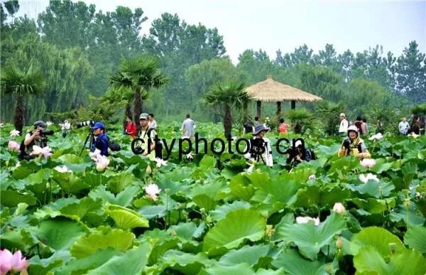 金湖荷花节的介绍