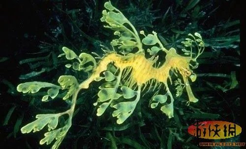 盘点全球新奇妙动物：紫色北极熊 海地长吻猬