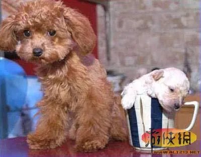 盘点全球新奇妙动物：紫色北极熊 海地长吻猬