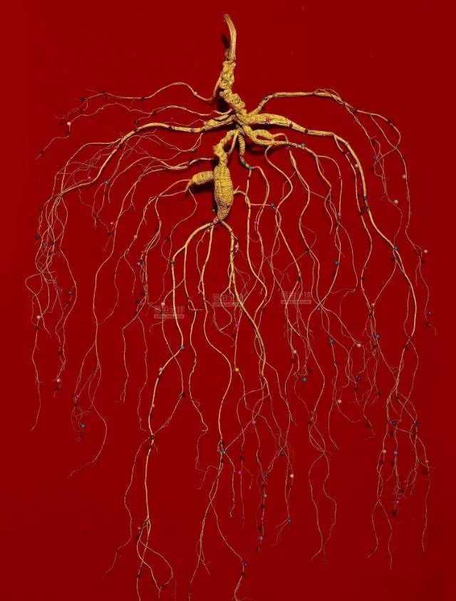 野生药材一定比种植药材好吗?