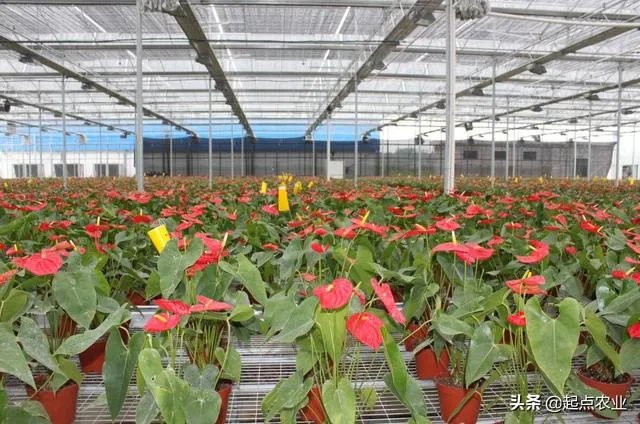 蔬菜大棚和蔬菜温室的区别是什么？