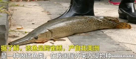 中国古动物馆鳄雀鳝咬伤游客 专家呼吁停止售卖、放生