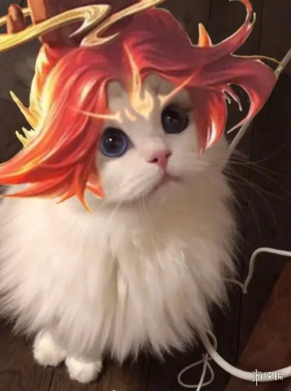 《王者荣耀》猫咪接头头像最新 猫咪头像大全