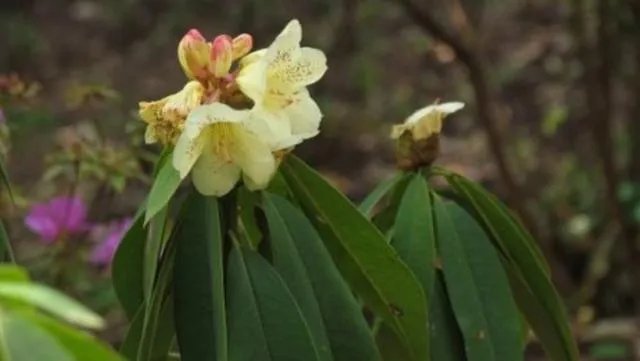 你知道中国百里杜鹃花都在哪里吗？