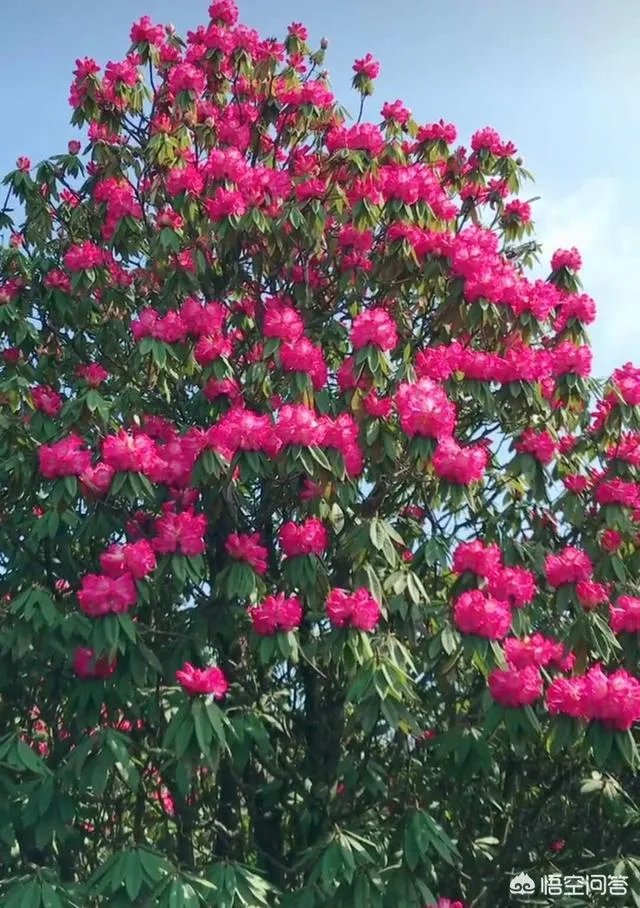 你知道中国百里杜鹃花都在哪里吗？