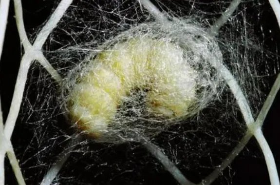 春蚕的象征意义是什么?