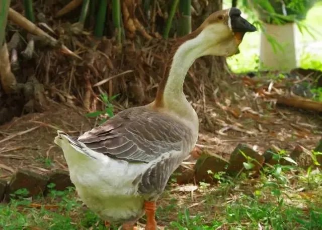 刷爆朋友圈两只鹅的故事，大结局已经揭晓！