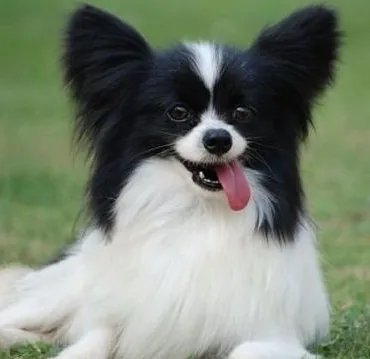 蝴蝶犬能长多大??