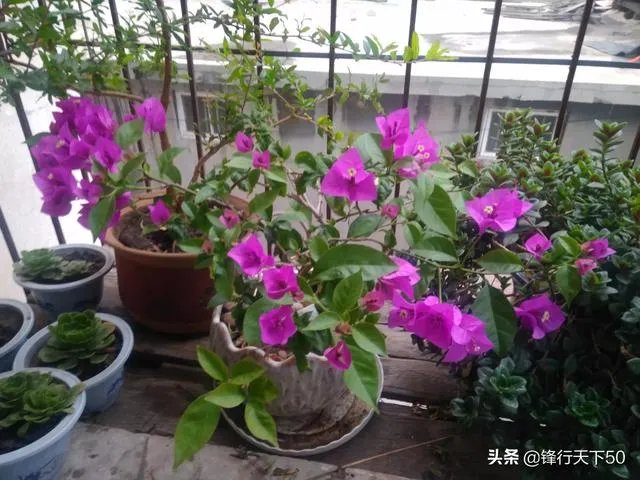 瑞士三角梅为何不开花？