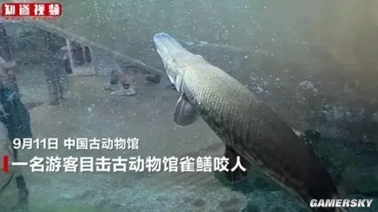 中国古动物馆鳄雀鳝咬伤游客 专家呼吁停止售卖、放生