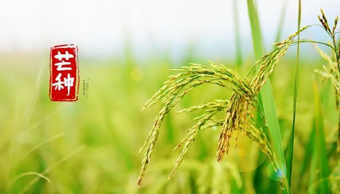 芒种节气习俗有哪些 芒种节气有什么讲究