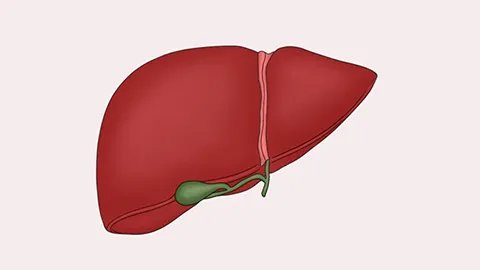 肝功能异常能恢复吗