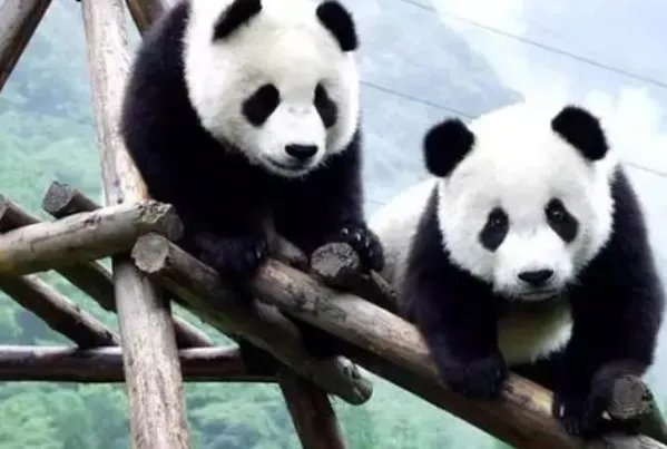 熊猫宝宝的沙发瘫萌翻众人,你见过哪些可爱的“熊猫瘫”?