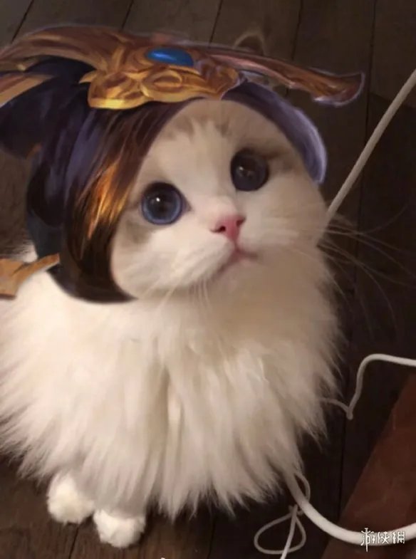 《王者荣耀》猫咪接头头像最新 猫咪头像大全