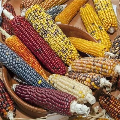 番石榴皮能吃吗