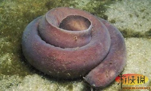 盘点全球新奇妙动物：紫色北极熊 海地长吻猬