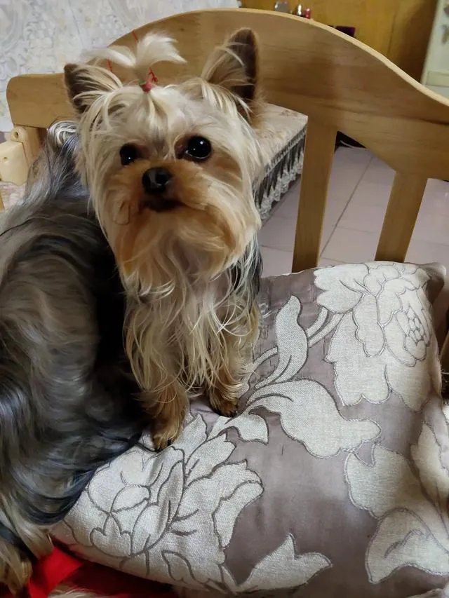 赵红兵三姐真人照片？