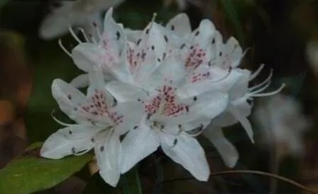 你知道中国百里杜鹃花都在哪里吗？