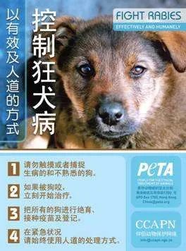 祖述宪的与狂犬病