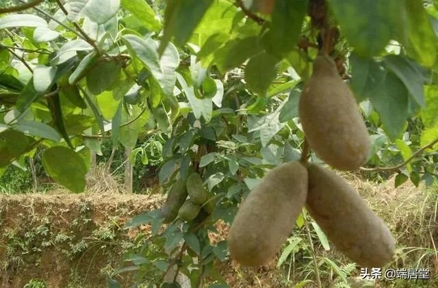 香蜜果能盆栽吗?