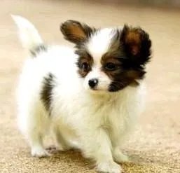 蝴蝶犬最大能长多大