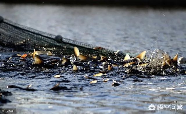 为什么很多农村集市上卖青鱼的都喜欢在鱼箱里撒一把瓜子？