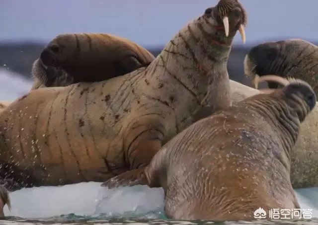 纪录片《蓝色星球》讲了什么?好看吗?