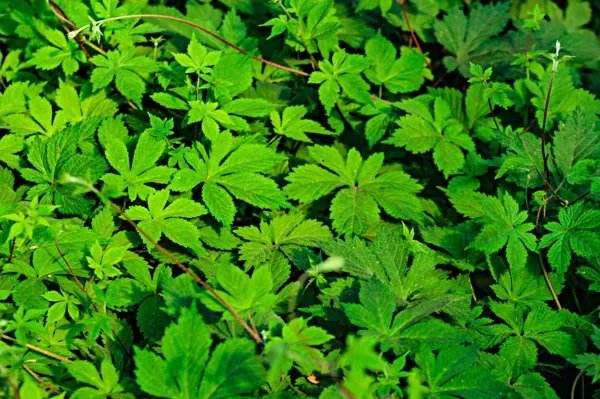 普罗力多久见效一次